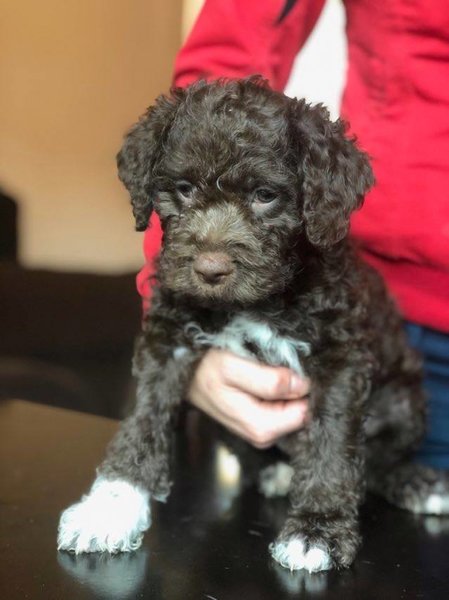 Vand Catei Lagotto Romagnolo