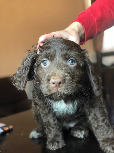 Vand Catei Lagotto Romagnolo