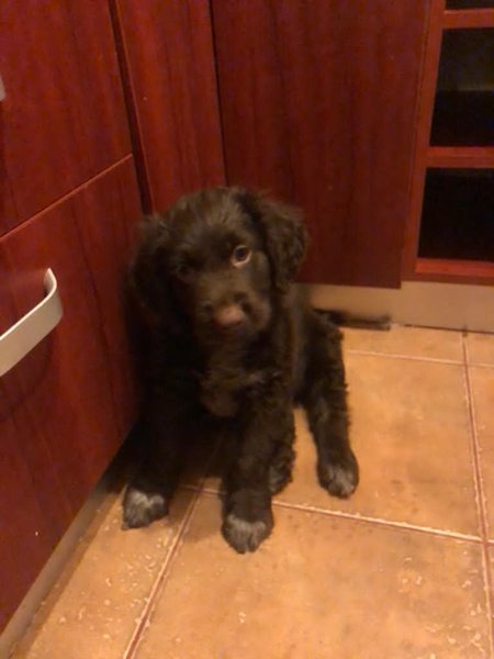 Vand Catei Lagotto Romagnolo