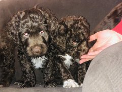 Vand Catei Lagotto Romagnolo